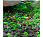 Aquarium Plant Seeds Mini Leaf Pearl Freshwater Grass Fish Tank Decoration
