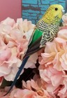 Faux Parakeet Budgie Bird Fake Replica Looks Real Green 8  Nwt 