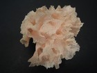 Rarely Seen Beauty   triphyllozoon Moniliferum 59 2mm australia Marine Life