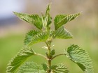 3000 Stinging Nettle Seeds - Urtica Dioica - Medicinal Plant - Deer Resistant 