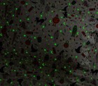 Pottery Barn Kids Rifle Paper Co  Halloween Glow-in-the-dark Sheet Set