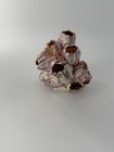 Real Purple Barnacle Cluster 4   6  Natural Ocean Specimen Coastal Beach D  cor
