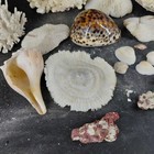 Natural Coral Sea Shells Lot Assorted Coastal Nautical Decor White Brown 2 5 Lb
