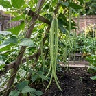 50 Count Yardlong Bean Seeds   Edible Vine Bean Seeds For Home Gardens