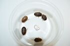 Reptile Feeder Bugs  50 - 200 Large Dubia Roaches W  Free Shipping