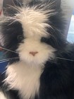  Joy For All Companion Pets Black   White Tuxedo Motion Cat