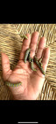 Monarch Caterpillars  live   Butterfly  With Enclosure