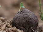 Bad Apples Doublemint Seed Bombs - Erosion Control For Steep Slopes  1 Acre Mint