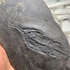 Guizhou Fossil Specimens