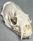 Genuine Real 3  Mink Skull Specimen Small Animal Rodent Bone Teeth Taxidermy Art