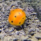 5 Premium Nerite Snails Pack  neritina Sp  Live Freshwater Snail Plants