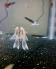 4 Long Fin Snow White Bristle-nose Pleco Juve 1 5- 1 75 Inch In Total Length