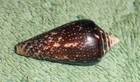 Rfm 81260 Conus Mahogani Reeve 1843 32 7 Mm Collected Low Tide At Night In Mud  