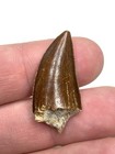 Xl 1 27    Majungasaurus Tooth - Maevarano Fm   Madagascar