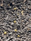 16000  Red Wiggler Composting Worm Cocoons    Hatches 32-48 000 Worms Free Ship