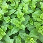 Mixed Mint Seeds 500   Peppermint   Spearmint  Herb Non-gmo Heirloom Vegetable  