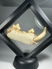 Prehistoric Cat Jaw Fossil Asia Maybe Metailurus 