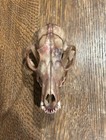 Beetle Cleaned A Grade Red Fox Skull