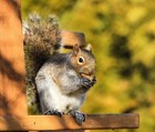 Wakefield Virginia 50lb Peanuts For Squirrels  Birds  Deer  Ducks And Wildlife