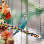 Bird Rope Perch Parrot Toys Birds Bungee Rope Perch Climbing Swing Perches For P