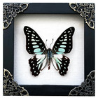 4 7 x4 7  Butterfly Framed Wall Hanging Decor Real Taxidermy Insect Bug