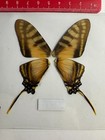 Mx 15   A  a   Papilio Eurytides Marchandii   Sale
