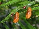 Atala Chrysalis  Live Pupae  Atala Butterfly