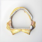 Lot Of 3 Shark Jaw Taxidermy Pieces     Marine Display Or Collectible