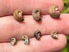 Fossil Gastropods Lot Texas Pennsylvanian Age Grahm Formstion