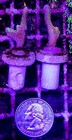 Wysiwyg 2 Frags Of Bubble Gum Digitata Coral Free Ship 