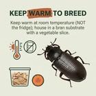 Mealworm Darkling Beetles   Live Feeder Insects   Free Shipping   Live Arrival