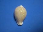 Cypraea Miliaris Gmelin  1791  giant     44 0mm 