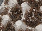 Live Banded Crickets - All Sizes 100 - 5 000 - Reptile Food