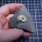 Osperlioceras Bicarinatum Plate Ammonite Pyrite Jurassi Fossil France