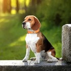 Soft Leather Personalized Dog Collar Id Tag Engraved For Small Medium Large Dogs