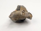 Thalassina Anomala Mud Lobster Fossil 3 5  - Gunn Point - Darwin  Nt  Australia 