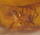 Scary Spider With Beetle In Burmese Amber Fossil From Dinosaur Age