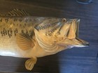 Big Largemouth Bass Taxidermy Mount 24in Real 