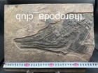 Available     38 Cm Mixosaurus   Triassic Marine Reptile