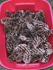 250 New England Pinecones For Crafts Decorating Large   Small