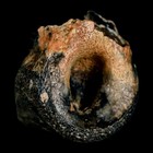 1  Raptor Dinosaur Fossil Toe Bone Judith River Fm Cretaceous Mt Coa Display