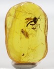 Baltic Amber With 2 Insects   Fossil Inclusions In Genuine Certified Amber