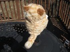 Brand New - Folkmanis Orange Tabby Kitten Hand Puppet   With Tag