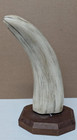 Walrus Tusk Art Sculpture Reproduction Scrimshaw Ship Sailing By Cook Company