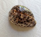 Sea Shell Beautiful Color 3 5  Cypraea Tigris  linnaeus  