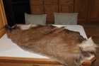 Red  Deer Mount Tanned Leather Taxidermy Fur Hide Pelt Mule Whitetail