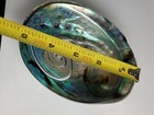 Beautiful Carved Abilone Shell