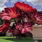 100 Pcs Mixed Colocasia Seeds For Planting grow Easily Elephant Ears Plant
