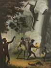 Original 1813 Australia Aboriginal Smoking Out The Opossum Antique Print Nsw