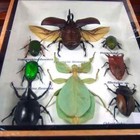 Real Insect Taxidermy Display Framed Box Butterfly Art Entomology Specimens  14